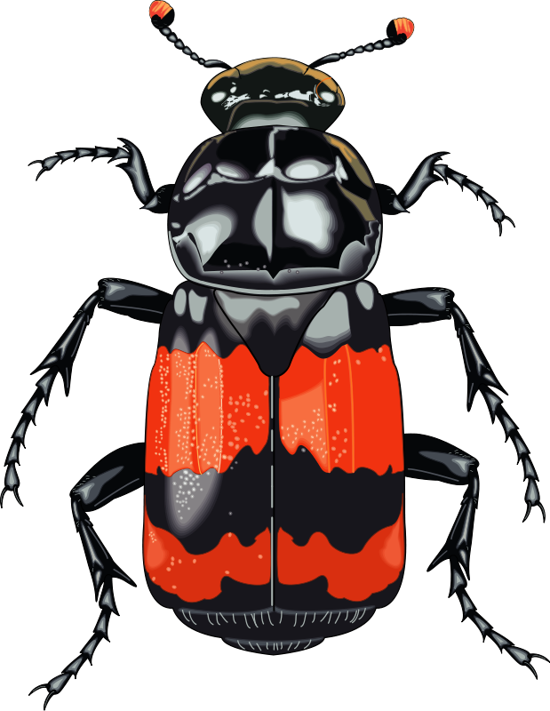 Free Vector Insect - Clipart Beetle (619x800), Png Download