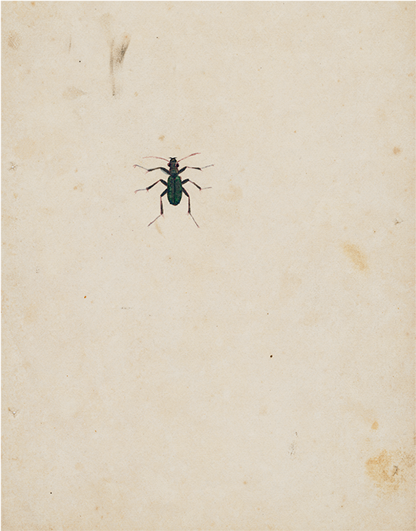 House Fly (800x800), Png Download