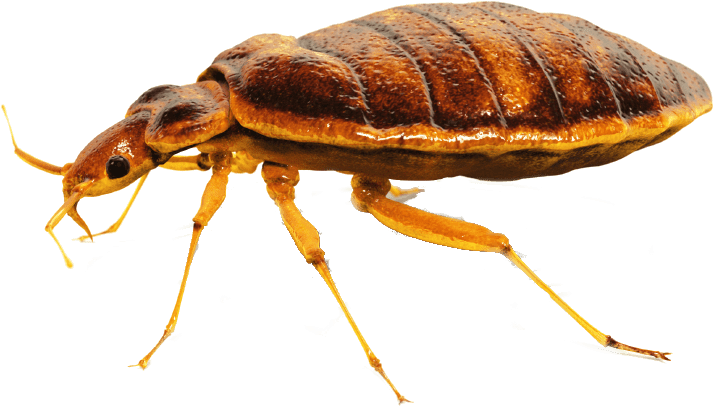 Bed Bug Close Up - Bed Bug Png (840x571), Png Download
