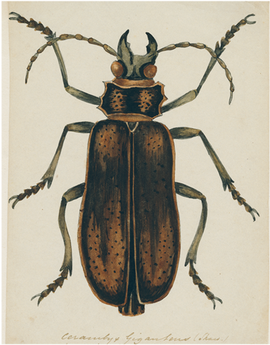 Brown Insect - Titan Beetle (500x500), Png Download