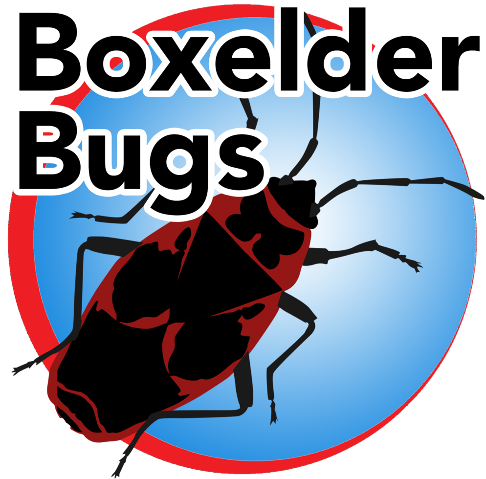 Boxelder Bug Blue Buttom - Enseigner Et Evaluer (1000x1000), Png Download
