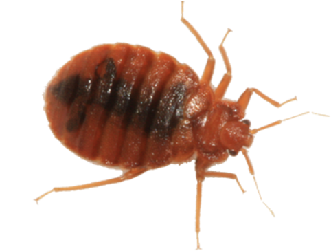 Bed Bug Png Picture - Bed Bugs Images Png (500x383), Png Download