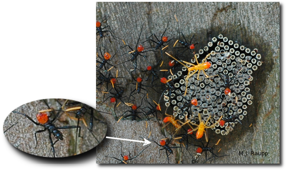 Download Png Image Report - Stink Bug Eggs Hatched (943x560), Png Download