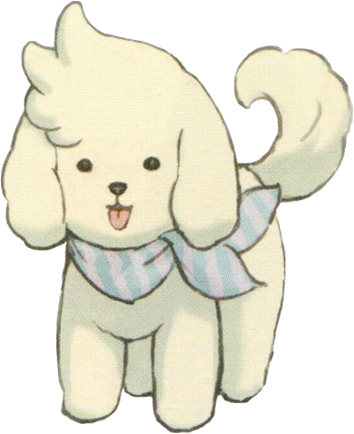 Constantine Casual - Toy Poodle (390x478), Png Download