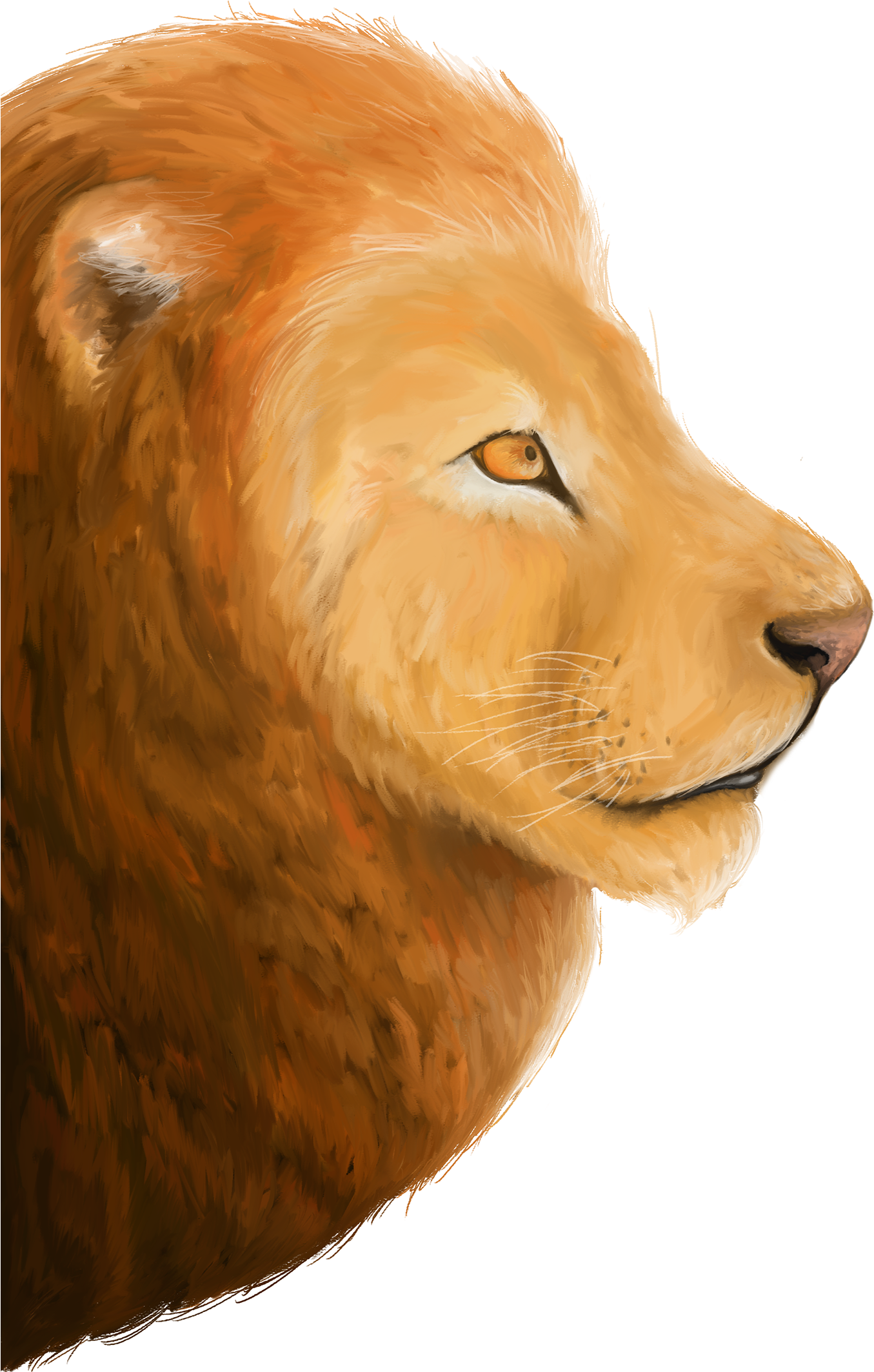 Thank You - Masai Lion (1400x2124), Png Download