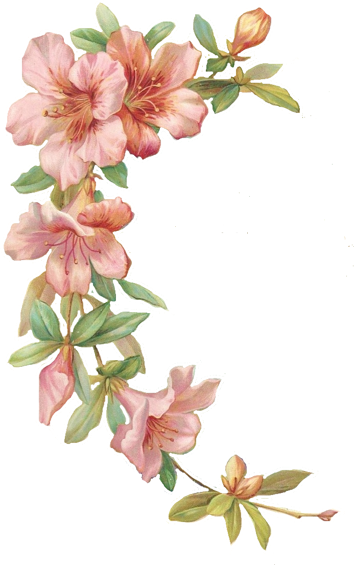 Pink Hibiscus Stationary And Journal Cards - Floral Theme Png (736x1145), Png Download