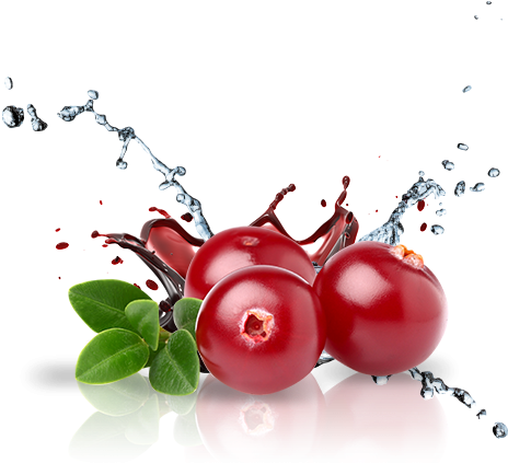 Cranberry (500x500), Png Download