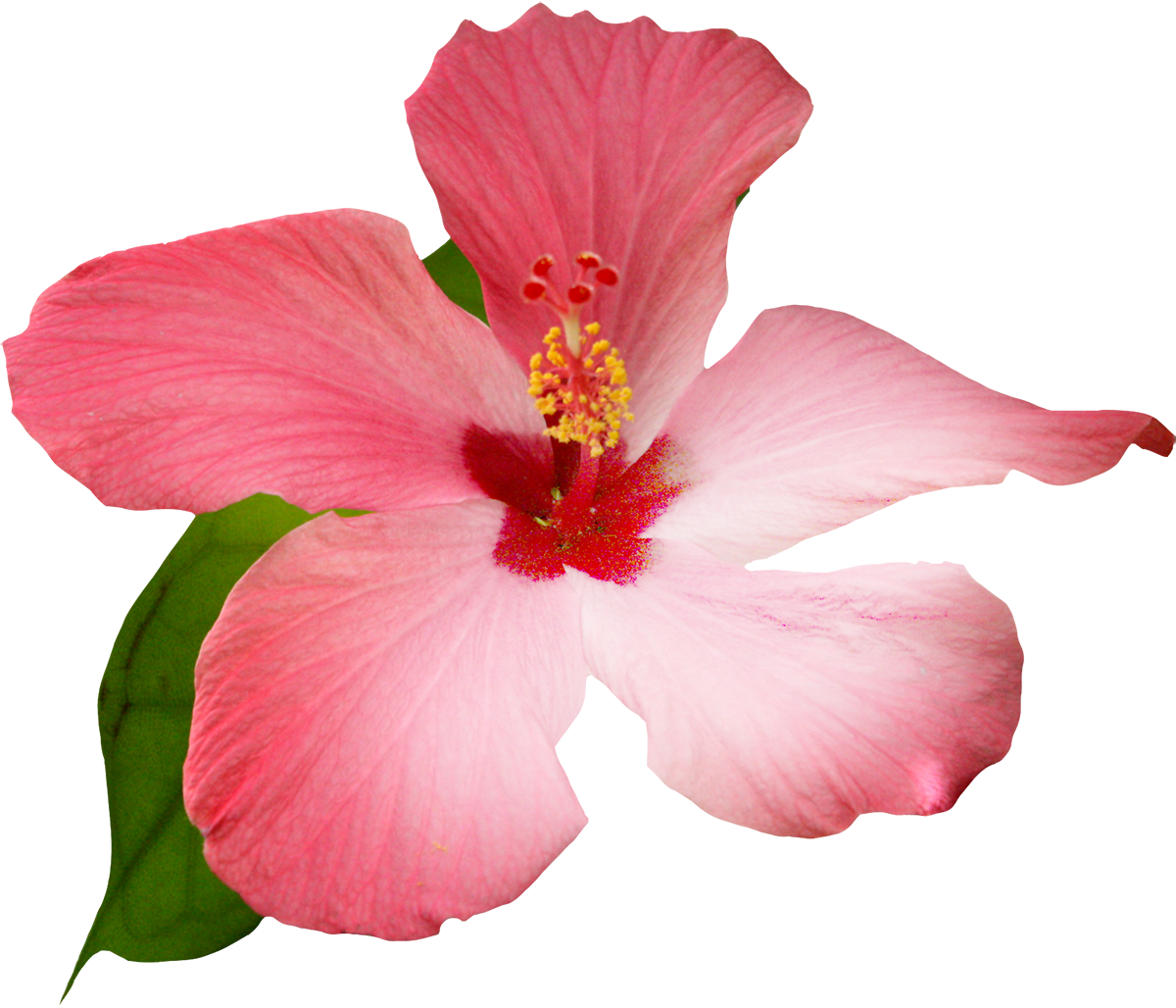 Flowers Painting Clip Art Transprent - Hibiscus Watercolour Clip Art (1200x1028), Png Download