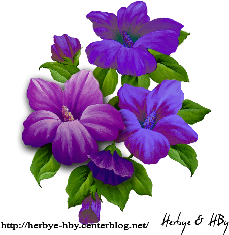 Flowers Png Hibiscus Série - Melastome Family (472x472), Png Download