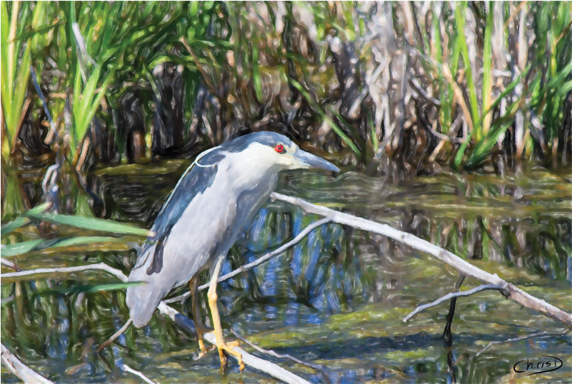 Digital Watercolour And Airbrush Printed On Canvas - Night Heron (800x800), Png Download