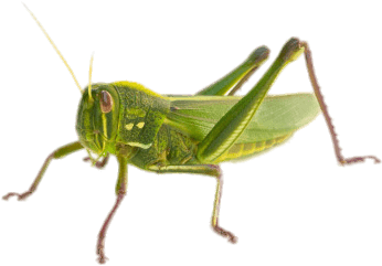 Green Grasshopper - Cricket Insect (347x347), Png Download