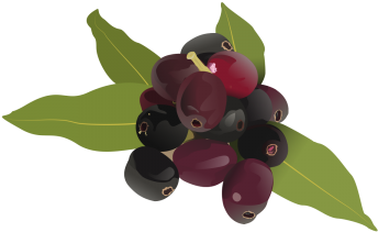 Fruit Drawing Clipart Jamun, Fruit Logo, Set Clipart, - Fruits Drawing Hd (360x360), Png Download