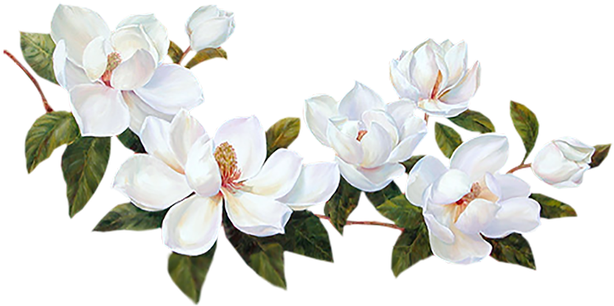 Flores Blancas Png - Bordes De Flores Blancas (658x371), Png Download