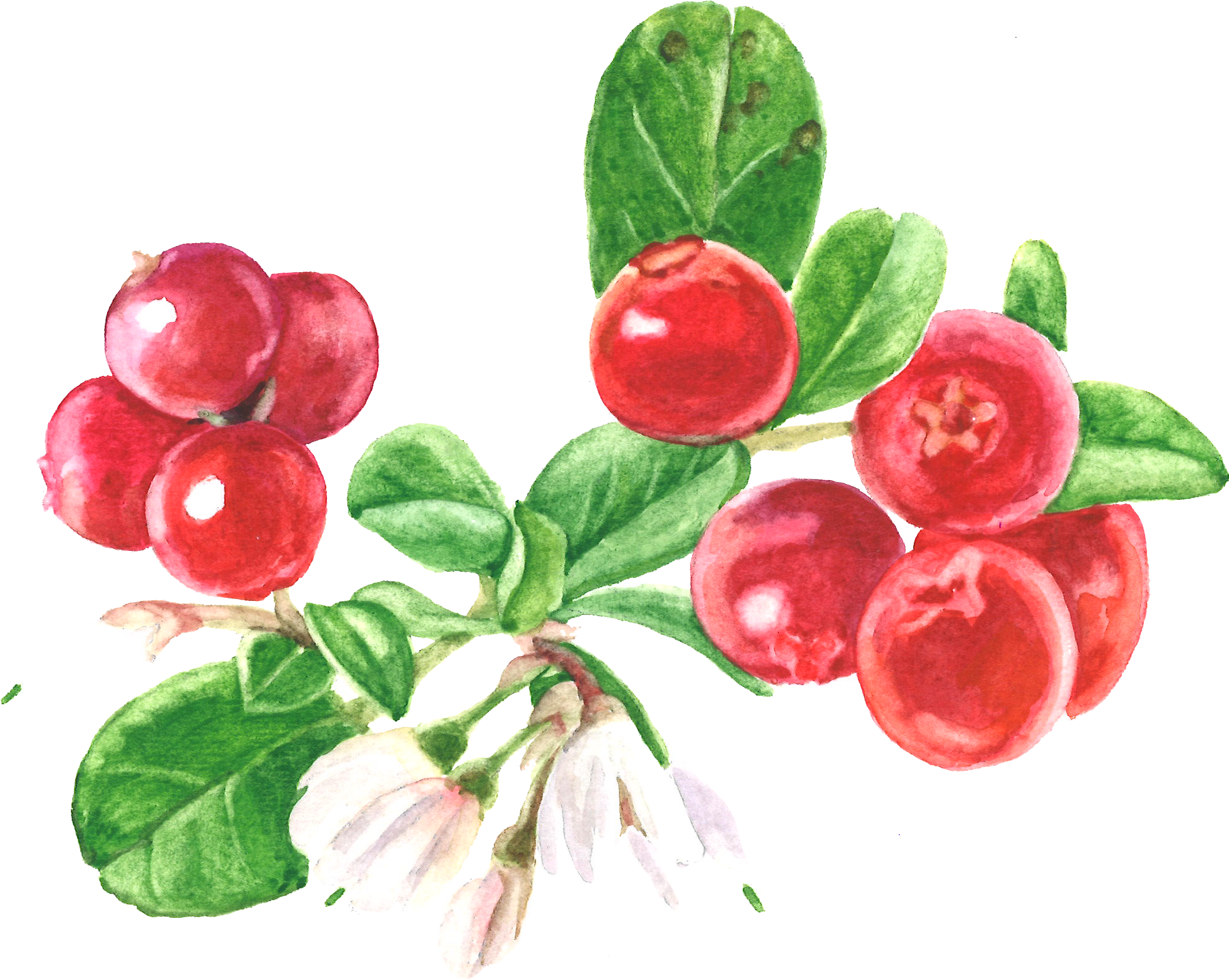 Cranberry (1996x1592), Png Download