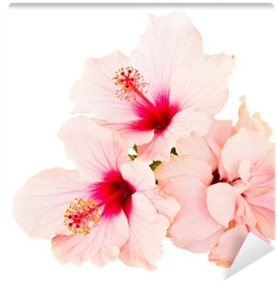 Rosemallows (400x400), Png Download
