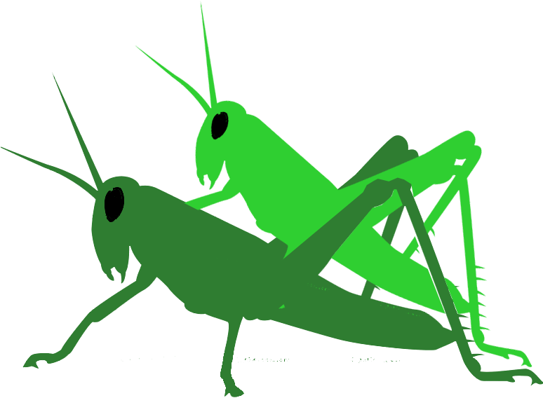 Insect (800x800), Png Download