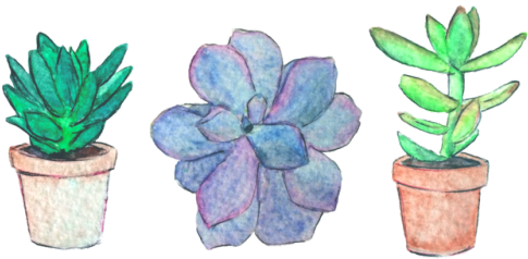 Succulents Transparent Tumblr Plant - Stickers Plants (500x262), Png Download