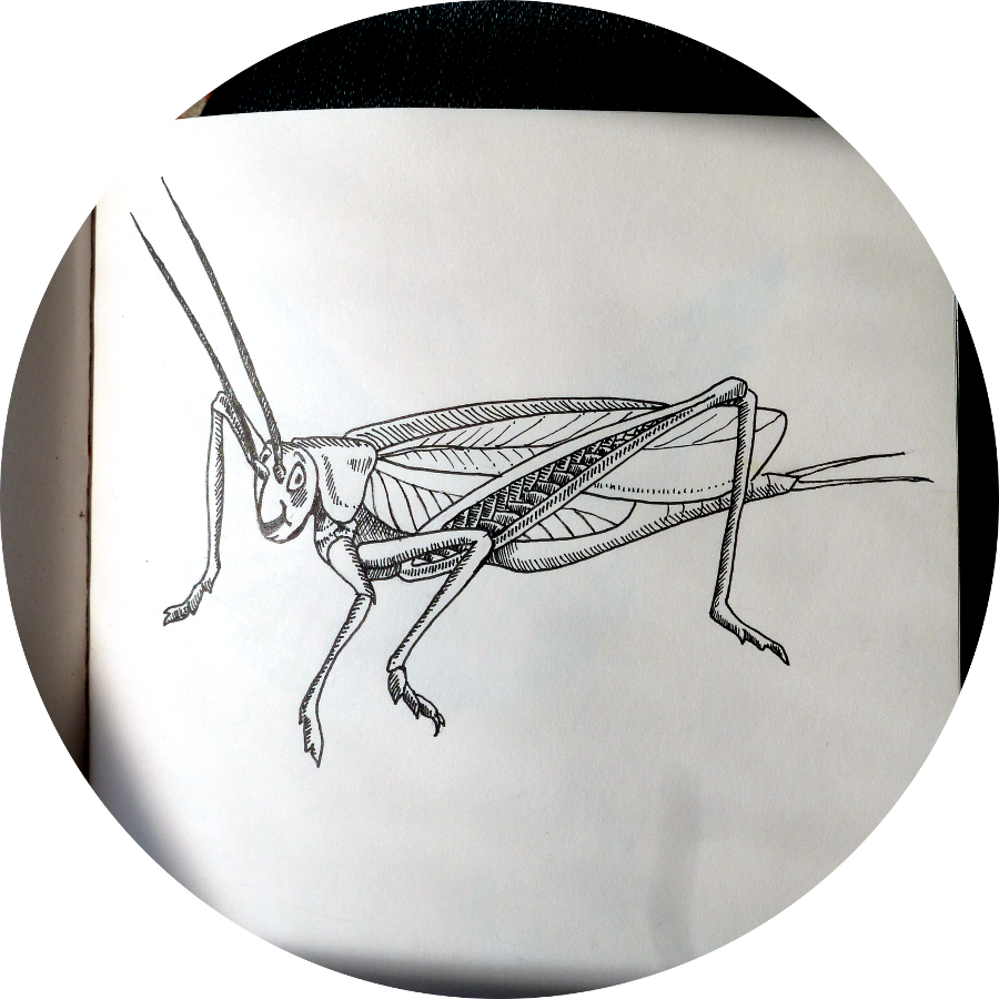 Skippit 1 Circle Ed Small - House Fly (900x900), Png Download
