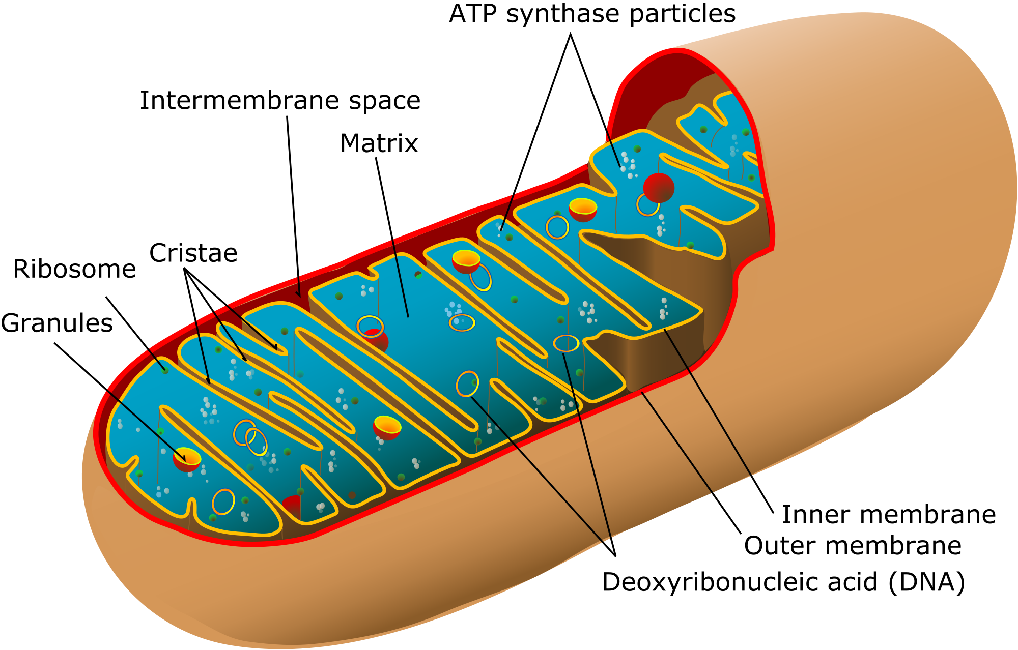 Animal Mitochondrial Diagram - Labeled Diagram Of The Mitochondria (2000x1278), Png Download