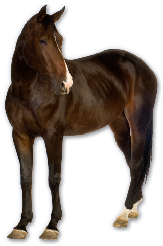 Horse Png Image, Free Download Picture - Real Horse Png (320x492), Png Download