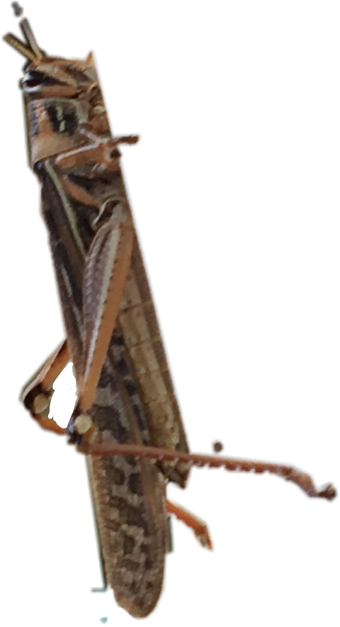 Locust (480x884), Png Download