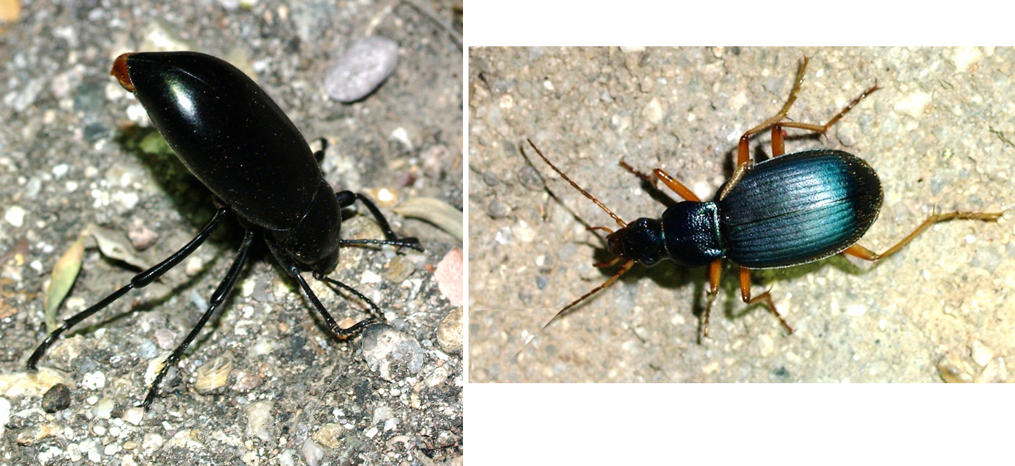 After Renewing That Experience I Did Not Even Try To - Flower Beetles (1471x675), Png Download