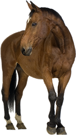 Horse Png Free Image Download - First Aid On Animals (600x600), Png Download