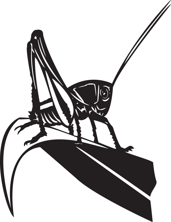 Insect (600x777), Png Download