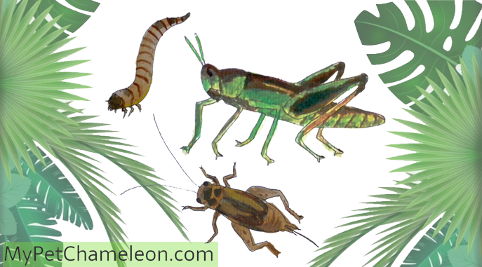 To - Chameleon Food (687x381), Png Download