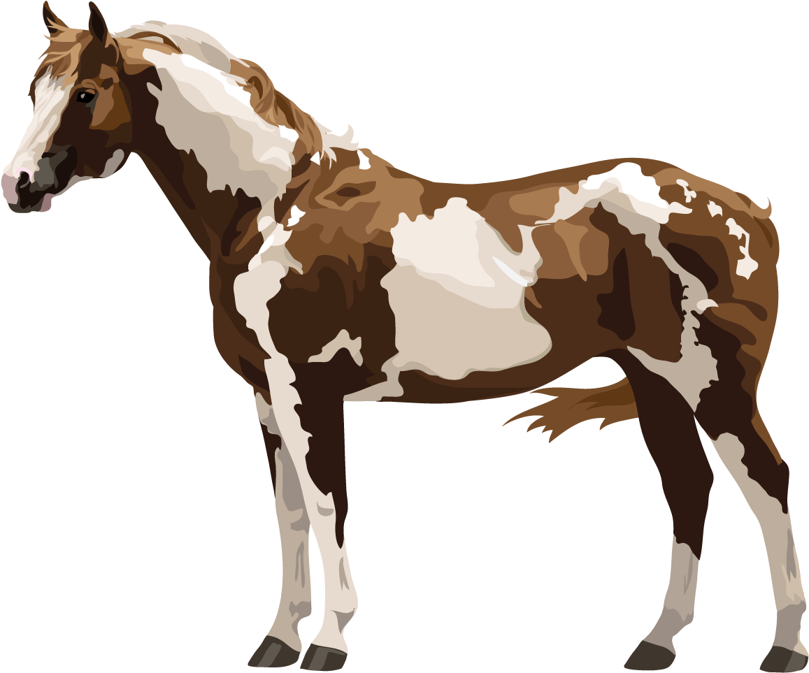 Paint Or Pinto - Mulo Breyer (1800x1400), Png Download