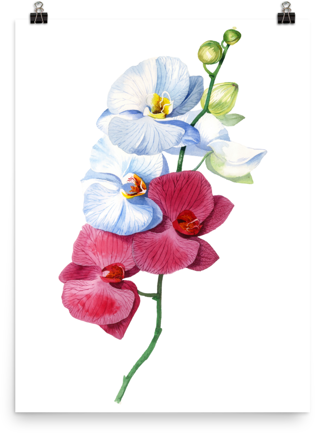 Bright And Colourful Orchid Watercolour Matte Poster - Orchid Watercolour (1000x1000), Png Download