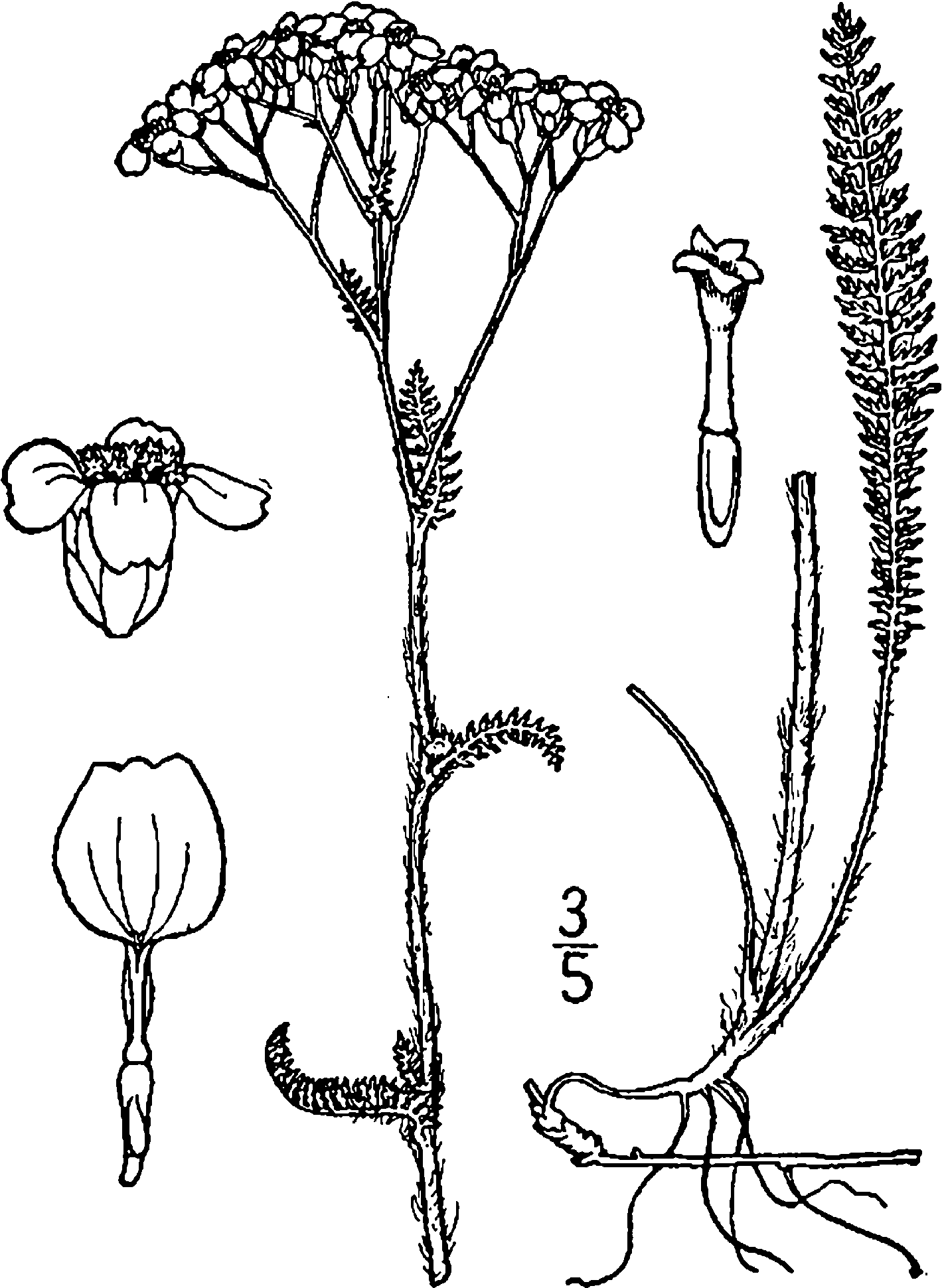 Achillea Millefolium Occidentalis Drawing - Yarrow Drawing (1497x2000), Png Download