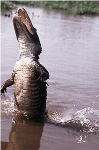 2 Seats On Annie Miller's Son's Swamp - American Alligator (400x400), Png Download