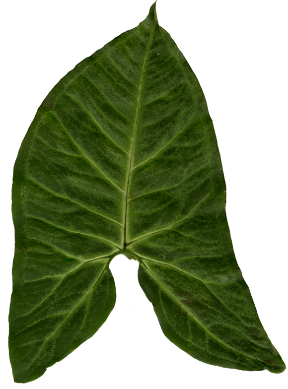 Ivy Clipart Big Leaf - Blender (580x784), Png Download