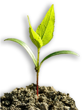 Image Of A White Ash Tree Seedling - Ash (298x405), Png Download
