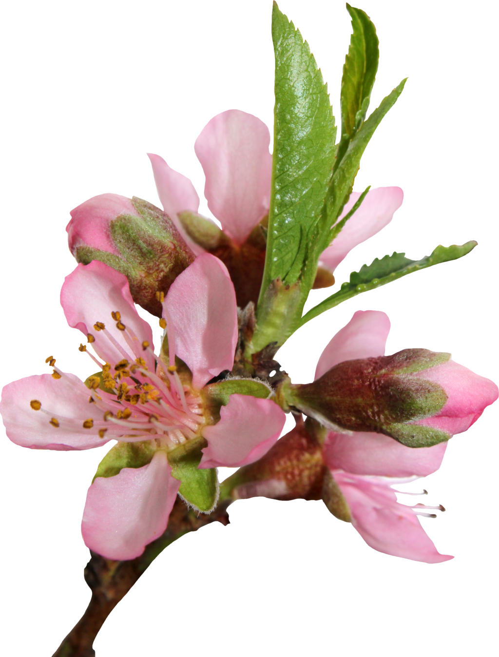 Blossom Png Transparent Image - Flor De Durazno Planta (1024x1348), Png Download