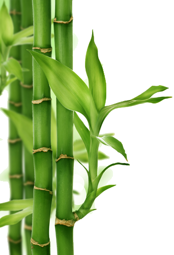 Cañas De Bambu Png (342x500), Png Download