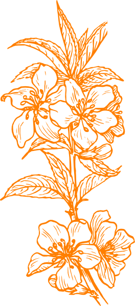 Almond Blossom Svg Clip Arts 264 X 596 Px (264x596), Png Download