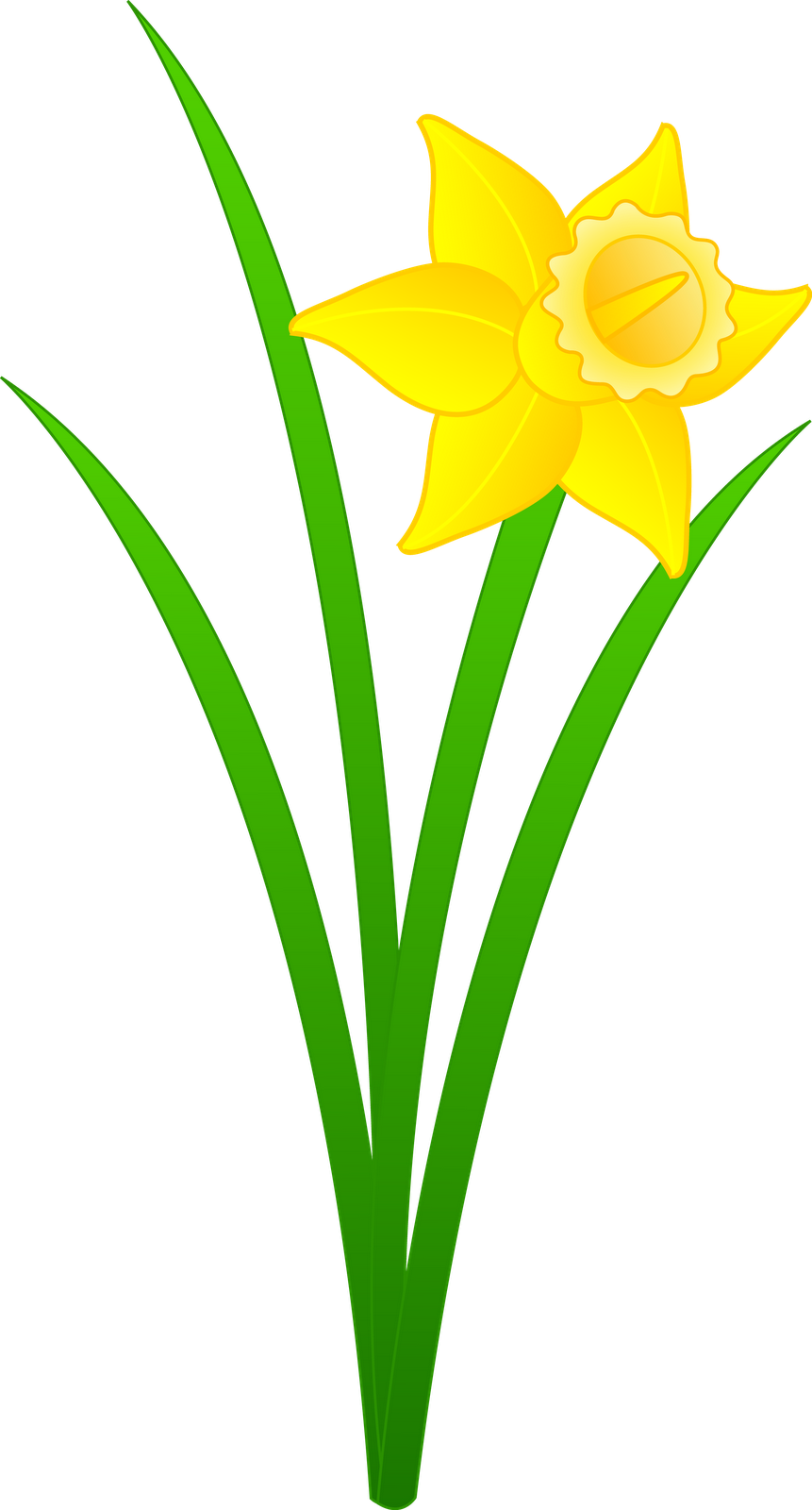 Daffodil Clipart Flower Blossom - Daffodil Clipart (861x1600), Png Download
