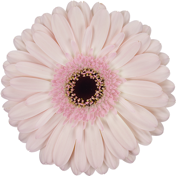 Facetime® - Transvaal Daisy (600x600), Png Download