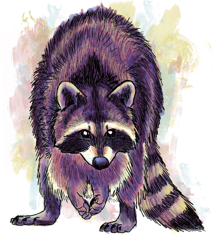 Drawings And Digital Paintings - Purple Raccoon (772x800), Png Download