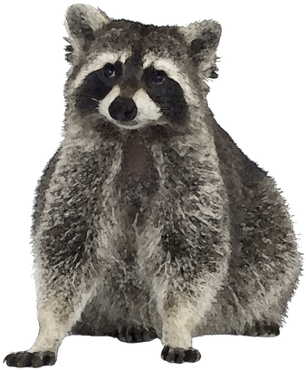 Clip Art Stock Blog Archives Mrs Watt S Class April - Free Clip Art Raccoon (400x415), Png Download
