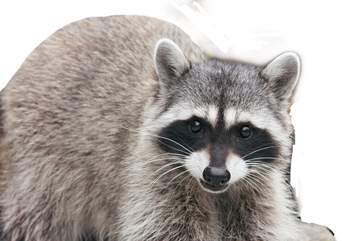 Animals In Wa (707x480), Png Download