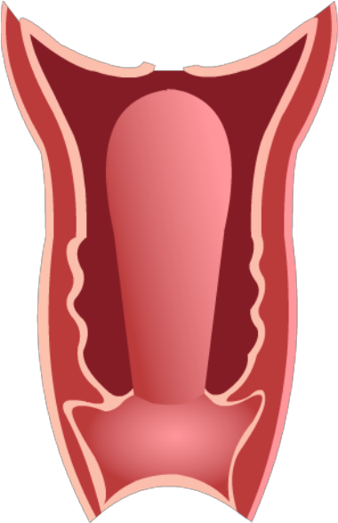 Vagina (420x628), Png Download