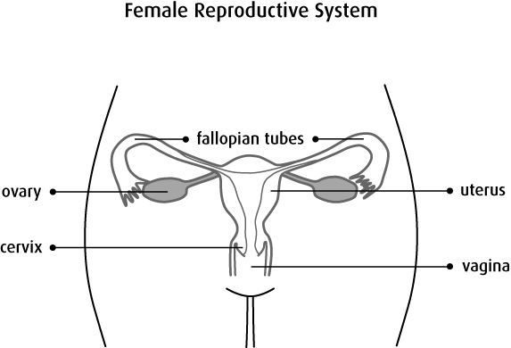 Diagram Of The Female Reproductive System - Female Reproductive System Diagram Black And White (573x390), Png Download