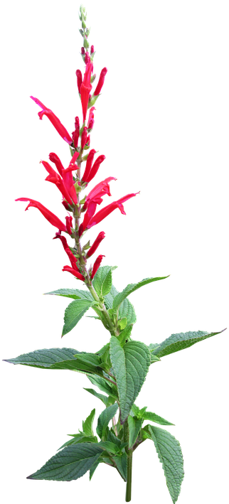 Herb, Pineapple Sage, Flower, Organic - Flower Garden Blue Png (346x720), Png Download
