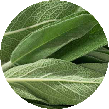 Sage - Common Sage (440x416), Png Download