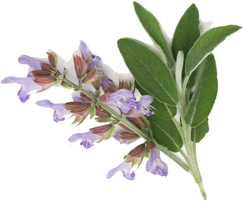 Clary Sage Essential Oil Edible - Clary Sage Png (600x600), Png Download