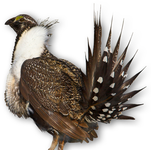 Greater Sage-grouse - Credit - Usfws - - Sage Grouse No Background (500x496), Png Download