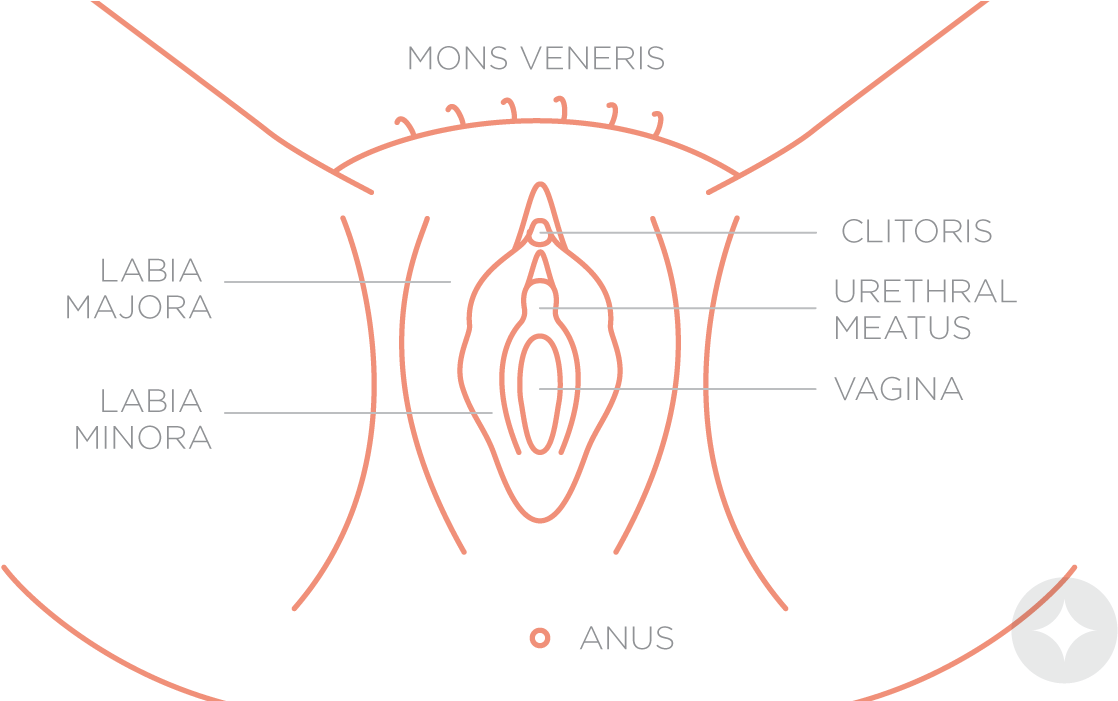 Anatomy Of The Vulva - Diagram (1200x700), Png Download